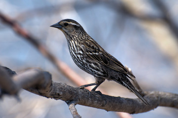Female Red Winged Blackbird