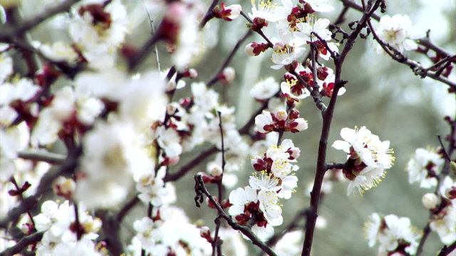 blossom apricot