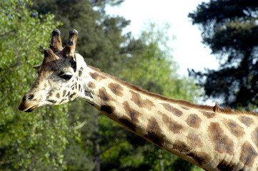 Les girafes