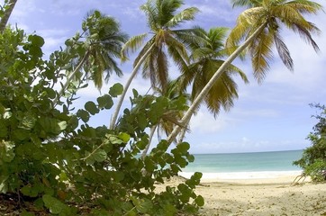 plage de palmier