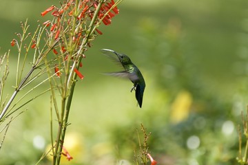 colibri