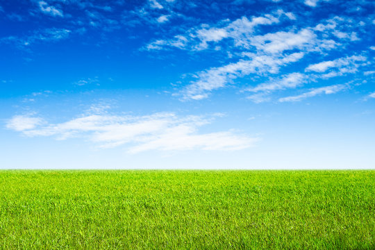 blue sky and green grass scene