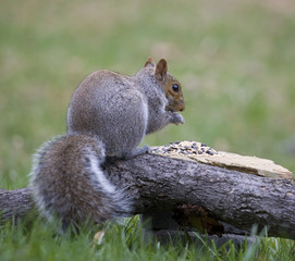dinner time squirrel