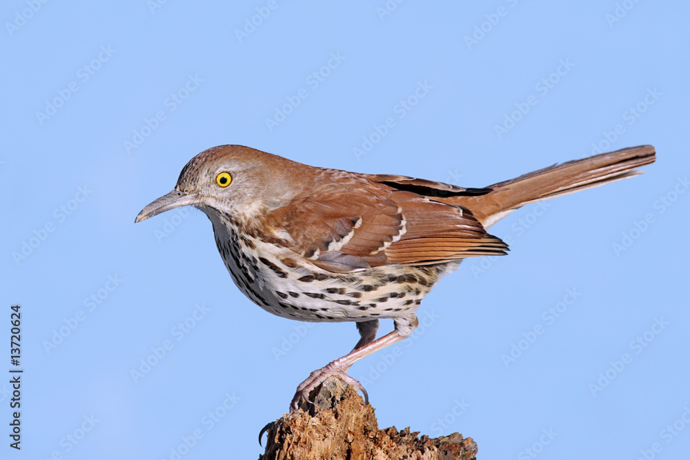 Wall mural Brown Thrasher (Toxostoma rufum)