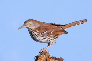 Brown Thrasher (Toxostoma rufum)