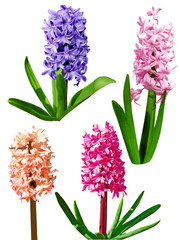Four Hyacinth
