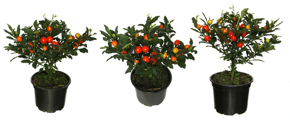 house plants isolated on white