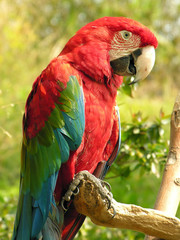 Guacamayo