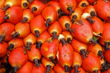 raw palm oil seed in the plantation