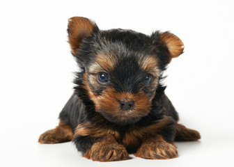 Puppy of the Yorkshire terrier on the white background