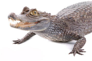 alligator isolated on a white