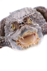 alligator isolated on a white