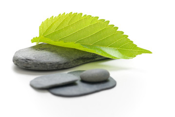 picture of green nature concept isolated on white background