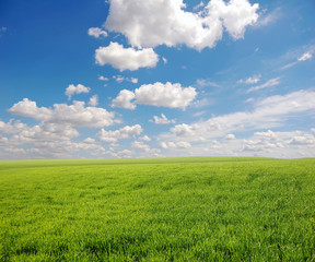 Fototapeta na wymiar Green field and sky 6