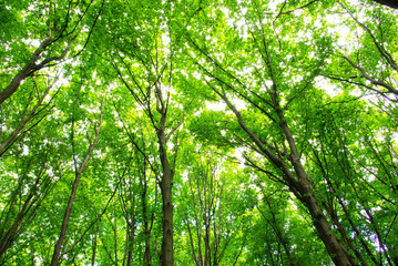 forest