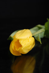 żółty tulipan, yellow tulip