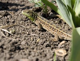 Lizard