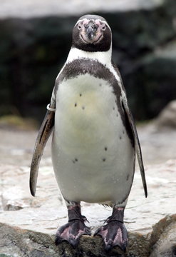 Pinguin