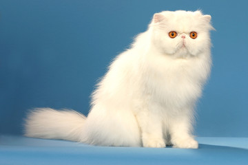 gros chat persan blanc aux yeux oranges en studio, assis