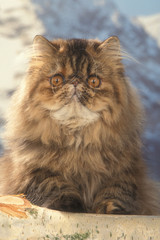 Naklejka na ściany i meble Kot perski twarzy - dziwne głowy, że przeraża i intrygi