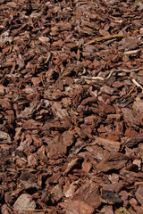 écorce de pin