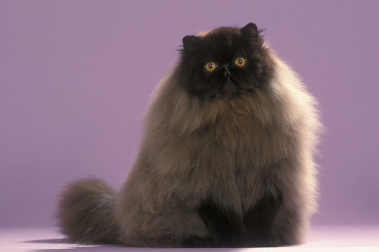 chat persan noir &agrave; fourrure dense et yeux orange. fond mauve
