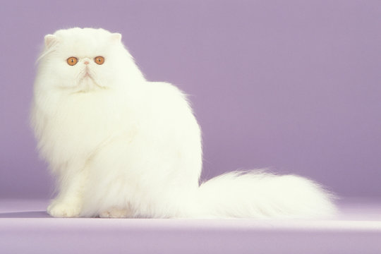 80 Best Nez Ecrase Images Stock Photos Vectors Adobe Stock