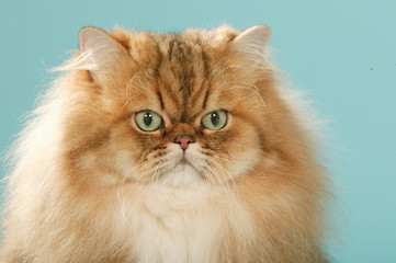 tête de chat persan aux yeux verts