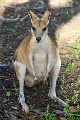 Wallaby in the Shade