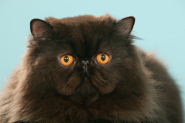 portrait de chat persan noir aux yeux orange - mystère