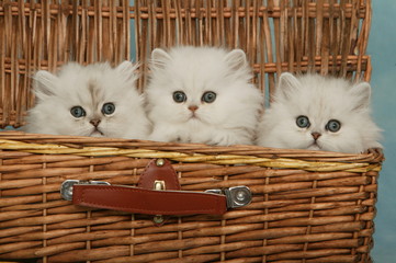 trois chatons persan chinchilla dans une malle en osier