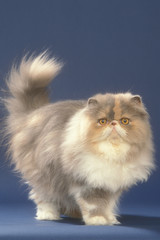 chat persan très chic debout sur fond bleu