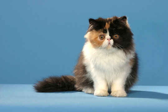 chaton persan de couleur &eacute;trange de face en studio fond bleu
