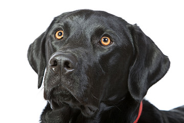 Black Labrador's Head against a White Background