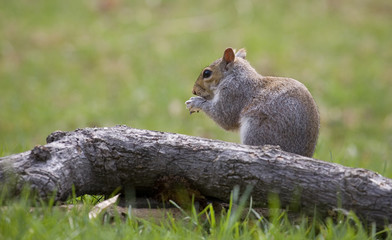 squirrel