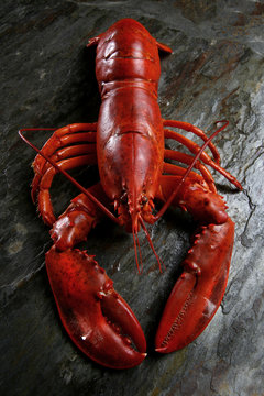 bogavante