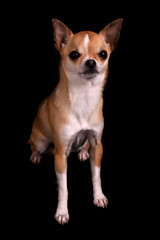 Chihuahua