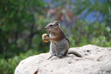 Eichhörnchen am Grand Canyon