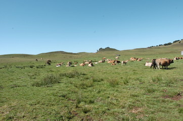 Naklejka premium vaches sur le plateau de l'aubrac
