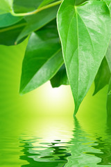 Fototapeta na wymiar Green leaves in sunshine with water reflection
