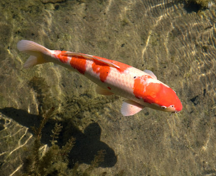 Koi
