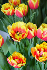 Colorful Tulips