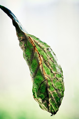 Leaf