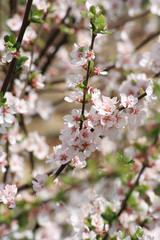 Appearance white petal apricot