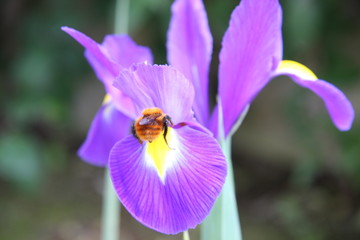 iris,fiore,ape