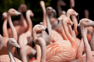 flamants roses