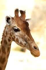 girafe