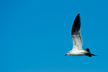 laughing gull in flight