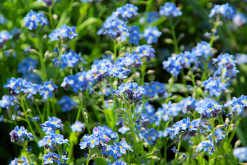 Vergissmeinnicht - forget-me-not 05