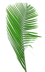 une palme verte sur un fond blanc
